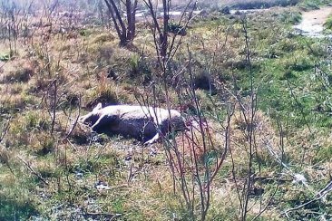 Mató un chancho para robarlo pero fue detenido por la policía