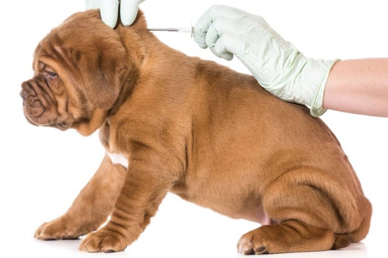 Por la superpoblación de perros en la vecina ciudad de Salto se obligará a ponerles microchips