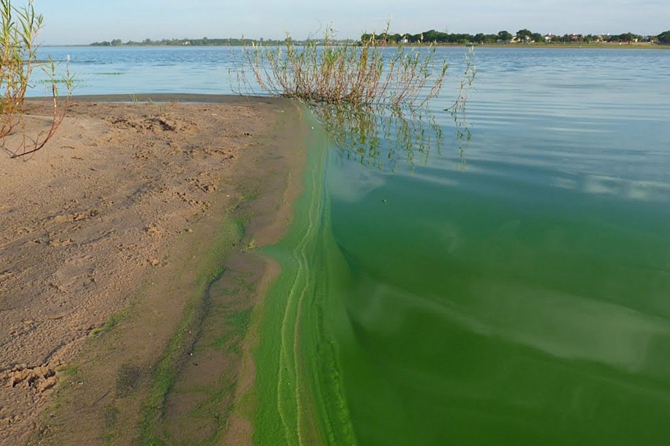 Cómo actuar frente a la aparición de algas en la costa del río Uruguay