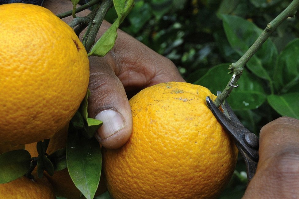 El Sindicato de la Fruta definió el jornal mínimo que se solicita para un cosechador citrícola