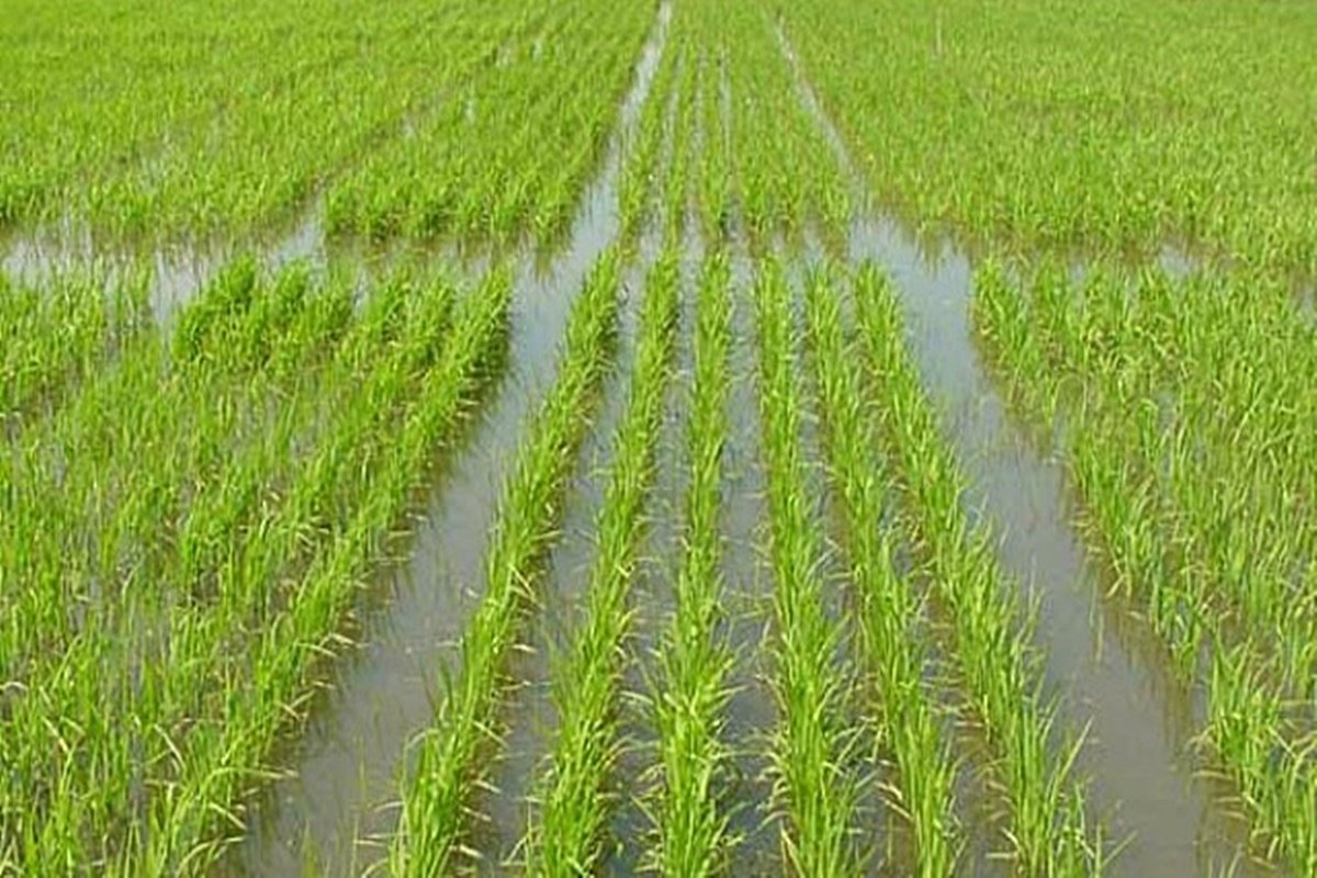 Quieren crear un parque tem&aacute;tico del arroz.