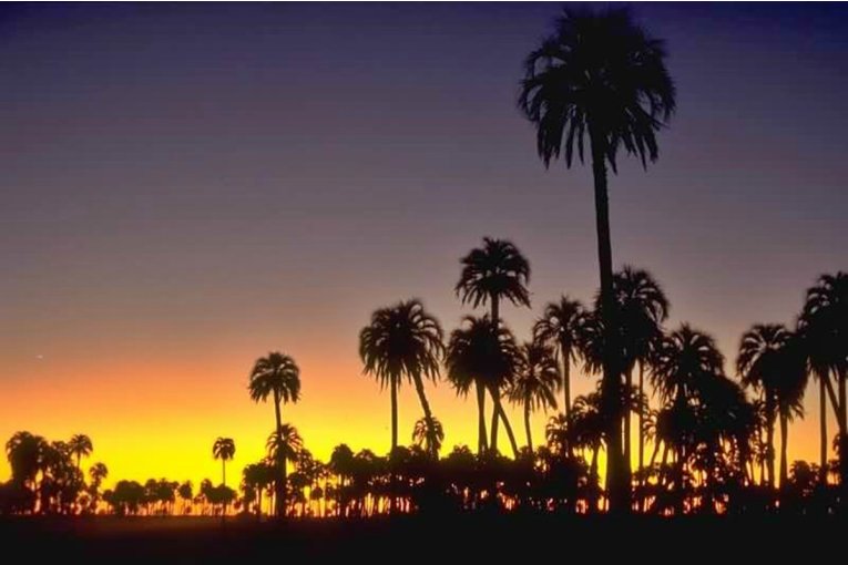 El pr&oacute;ximo fin de semana empezar&aacute; a recibir visitantes el Parque Nacional El Palmar