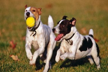 Buscan regular la compra venta de perros a través de una ordenanza Buscan regular la compra venta de perros a través de una ordenanza