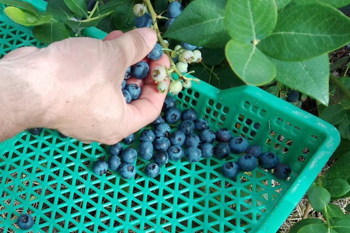 Buscan cubrir un estimado de 12 mil puestos de trabajo.