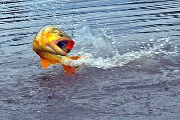 Buscan evitar la depredación en las dos orillas. Buscan evitar la depredación en las dos orillas.