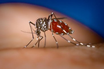 Leiva aclaró que no hubo internados por Dengue en el Masvernat. Leiva aclaró que no hubo internados por Dengue en el Masvernat.