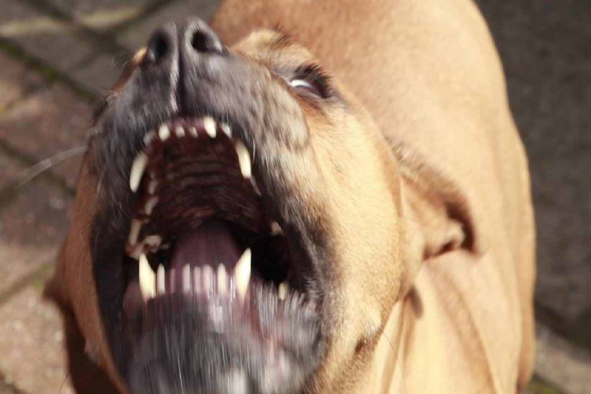Por ordenanza los perros de razas peligrosas deben llevar bozal en Concordia. Por ordenanza los perros de razas peligrosas deben llevar bozal en Concordia.