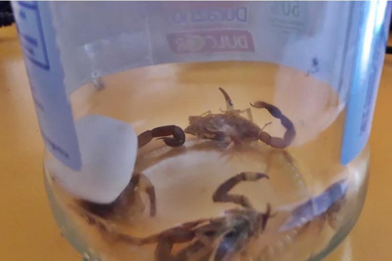 Saneamiento Ambiental detalló que insectos combatir para evitar la presencia de alacranes