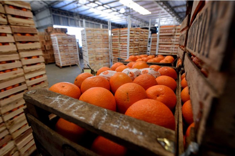 El citrus sigue en rojo con una ca&iacute;da del 38% en el valor de las exportaciones