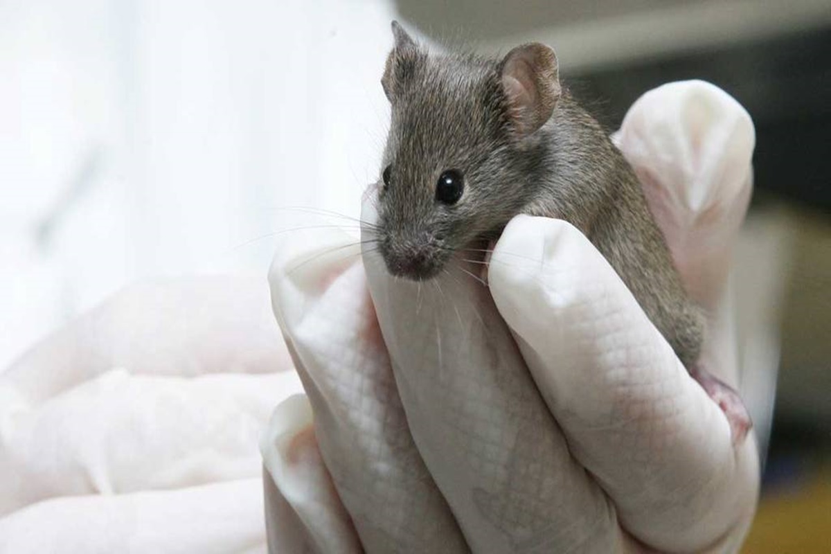 Medidas de control y prevención contra la leptospirosis en la producción animal