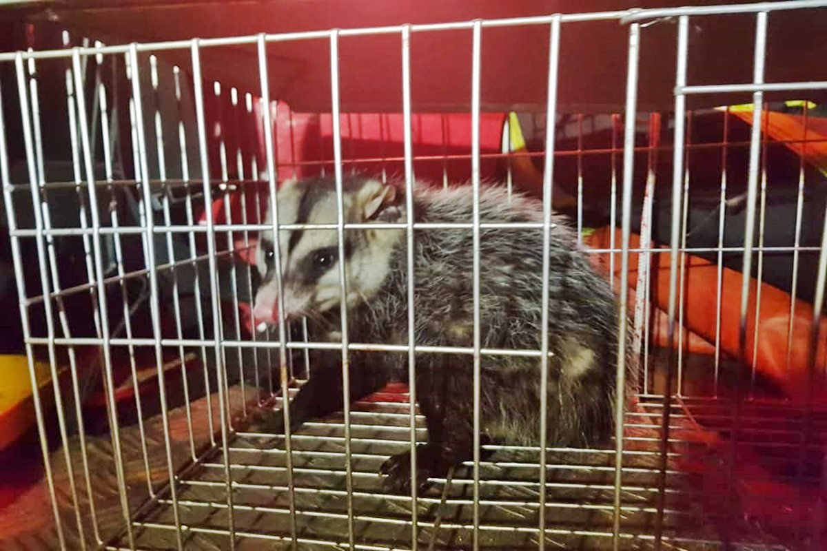 Estaba loca la comadreja...