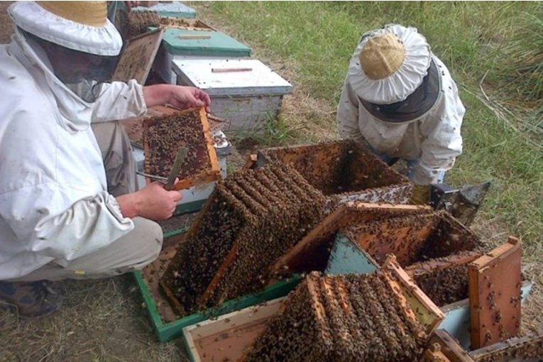 Apicultores de Concordia y la regi&oacute;n protestar&aacute;n a la vera de la Autov&iacute;a 14