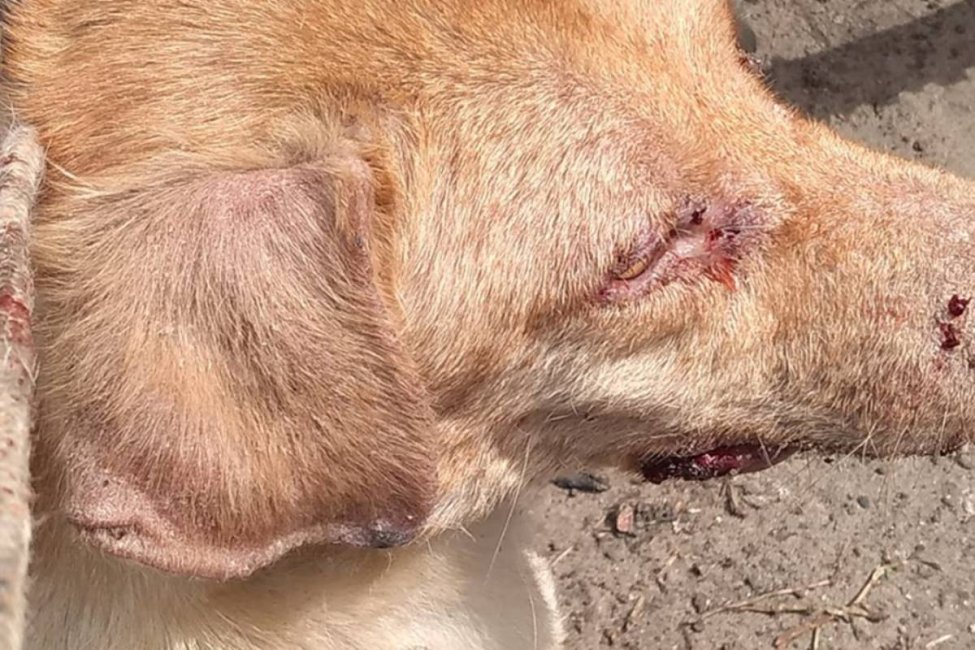 Nuevamente detectaron un caso de Leishmaniasis en Concordia