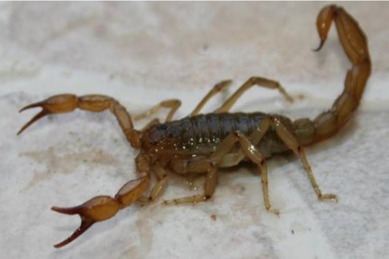 Desde la cartera de Salud brindan recomendaciones ante la proliferación de alacranes