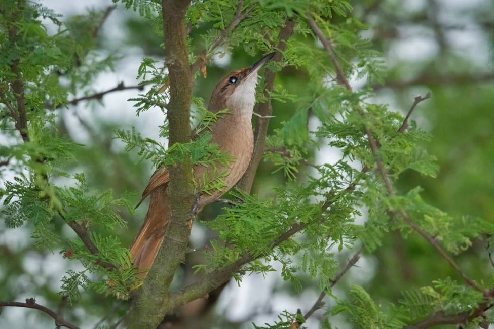 Descubren dos nuevas especies que se suman el inventario de aves de Concordia
