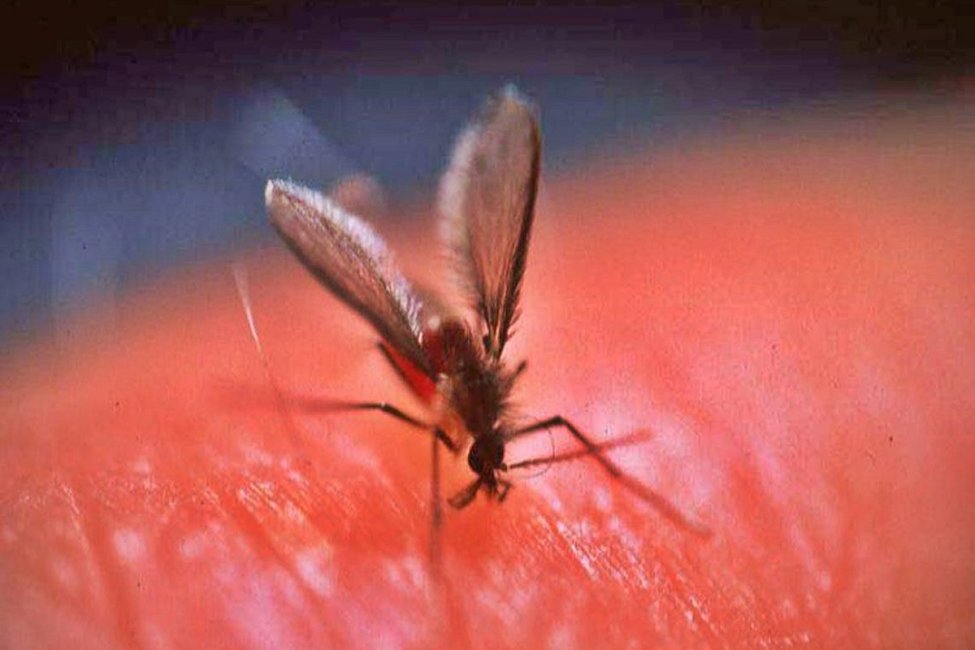 LEISHMANIASIS: Desde Epidemiología reconocieron que la concordiense afectada tiene “un cuadro complicado”