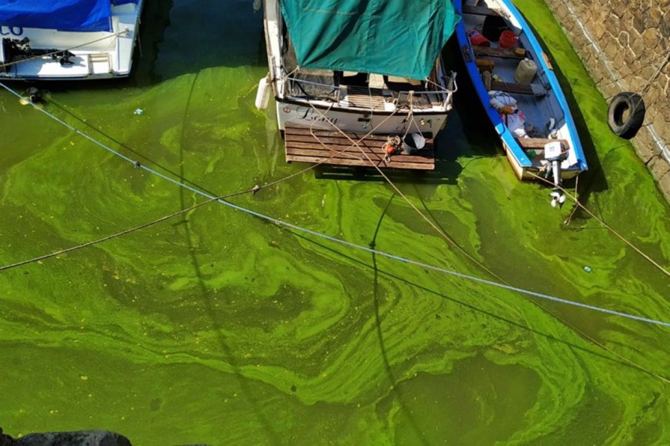 Las playas de Colón a bandera amarilla por la floración algal en el río Uruguay
