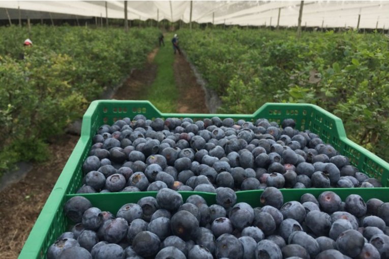 El ar&aacute;ndano no podr&aacute; contar con cosechadores de otras provincias ni beneficiarios del IFE