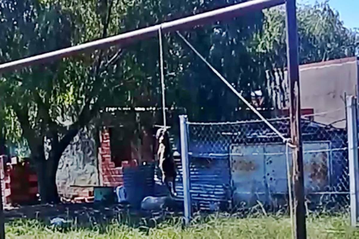 Los proteccionistas advierten de m&aacute;s casos de crueldad y maltrato.