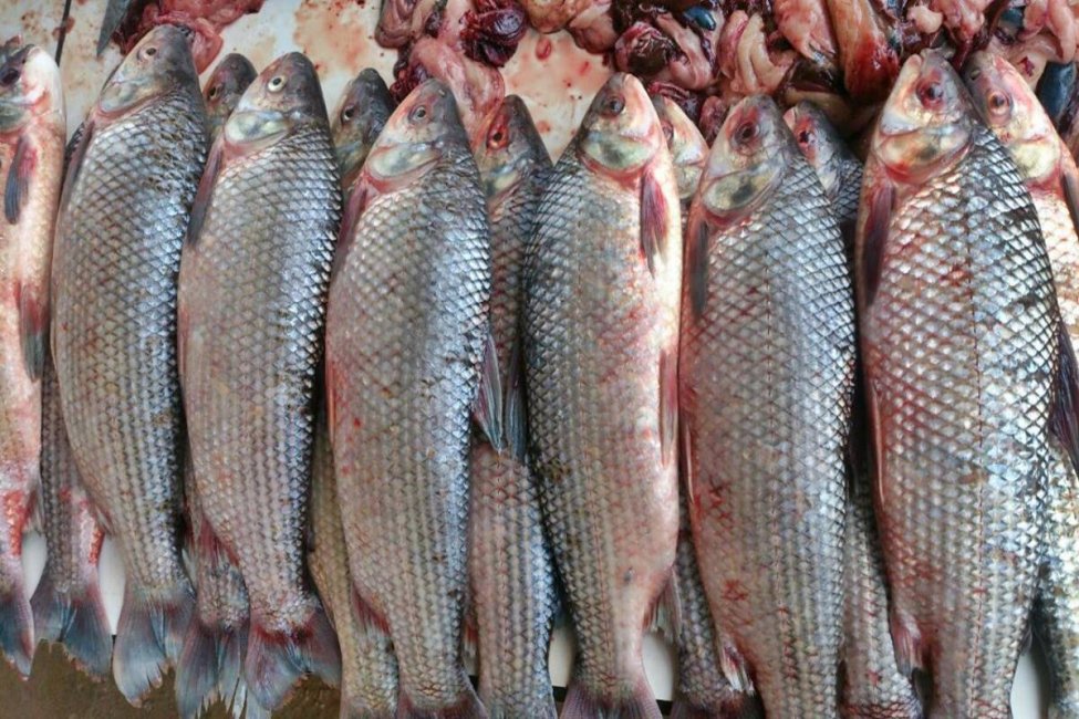 Piden la &ldquo;veda excepcional&rdquo; en Entre Ríos ante la bajante histórica del río Uruguay y Paraná