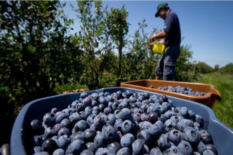 APAMA pide que Naci&oacute;n habilite la continuidad al IFE para los cosecheros del ar&aacute;ndano