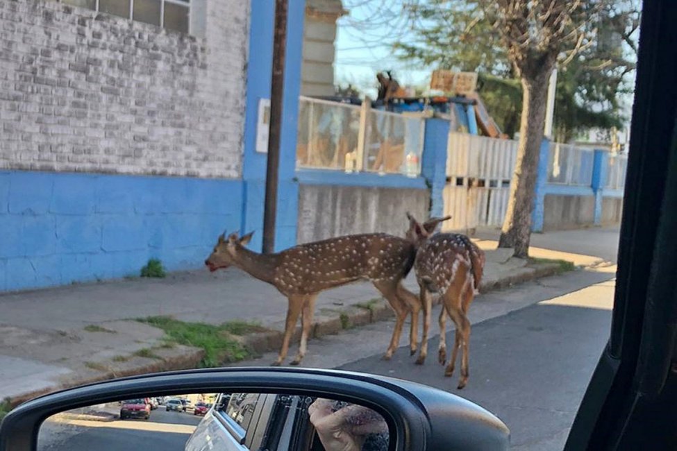 El guardafauna del Parque San Carlos explicó por qué se ven ciervos de forma seguida