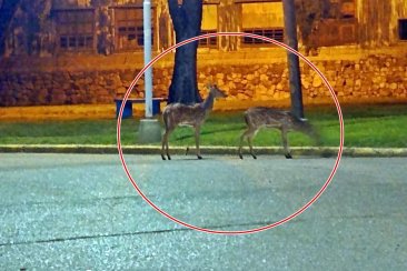 Los ciervos fotografiados este miércoles en la zona de la costanera Los ciervos fotografiados este miércoles en la zona de la costanera