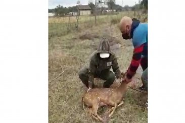 El animal fue trasladado a una reserva en Colón. El animal fue trasladado a una reserva en Colón.
