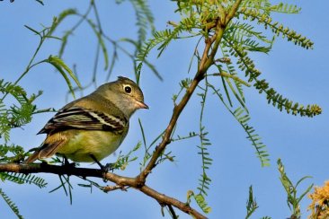 El ejemplar es raro de divisar y apareció en plena selva de Montiel. El ejemplar es raro de divisar y apareció en plena selva de Montiel.