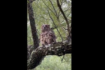"Ñacu" había sido rescatado tras estar en cautiverio. "Ñacu" había sido rescatado tras estar en cautiverio.