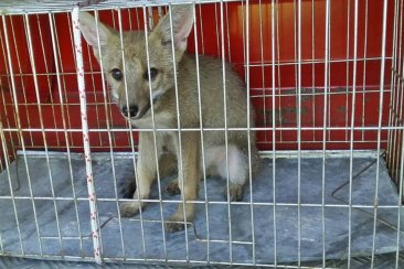 El animal fue liberado en el Parque San Carlos. El animal fue liberado en el Parque San Carlos.