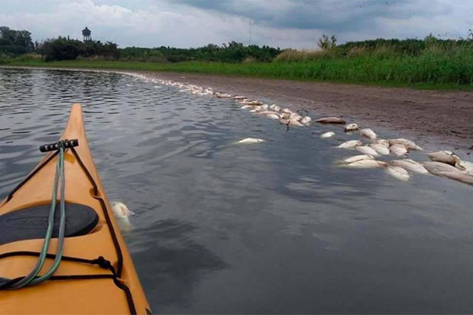 Cientos de peces fueron hallados muertos en la orilla de un arroyo entrerriano