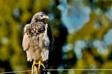 Ejemplar de águila Mora (Geranoaetus melanoleucus). Ejemplar de águila Mora (Geranoaetus melanoleucus).