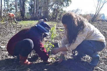 Se plantaron más de 60 especies nativas. Se plantaron más de 60 especies nativas.