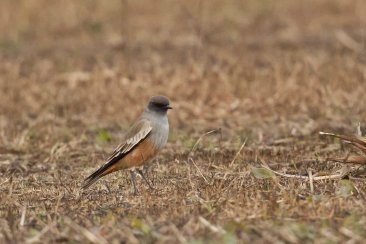 Es el primer registro de la especie en Concordia y la región. Es el primer registro de la especie en Concordia y la región.