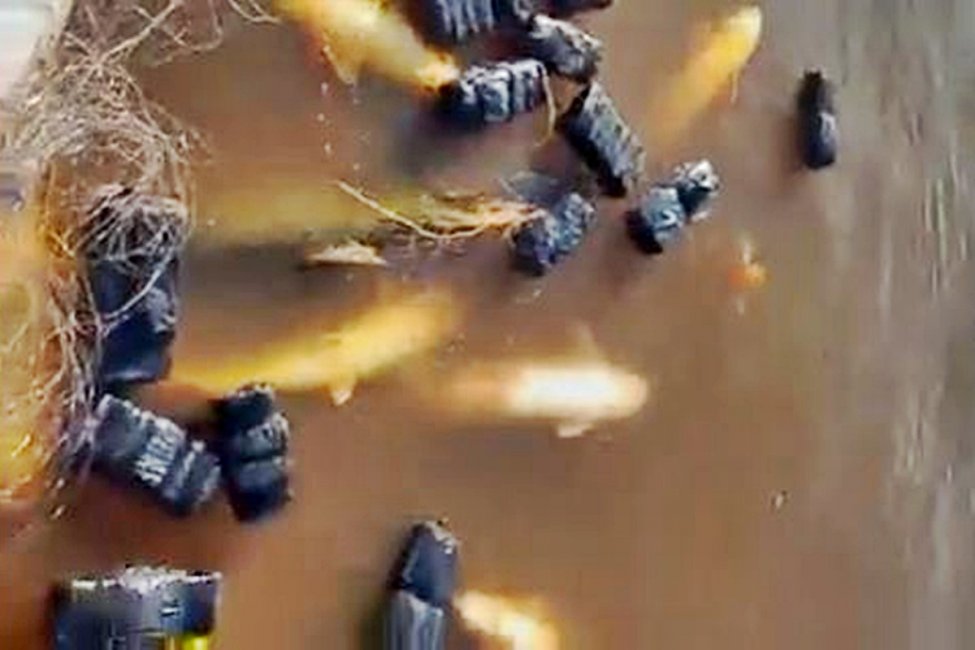 VIDEO: Una muestra del desastre que provoca la pesca furtiva frente a Concordia