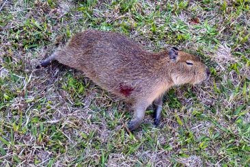 Dos nuevos ejemplares de carpinchos con signos de violencia no natural. Dos nuevos ejemplares de carpinchos con signos de violencia no natural.