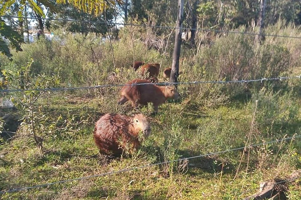 El municipio pedirá que se lo faculte a montar un servicio de guardafauna en el Lago de Salto Grande