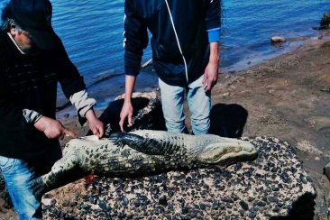El ejemplar fue capturado y faenado en la costa del río Uruguay. El ejemplar fue capturado y faenado en la costa del río Uruguay.