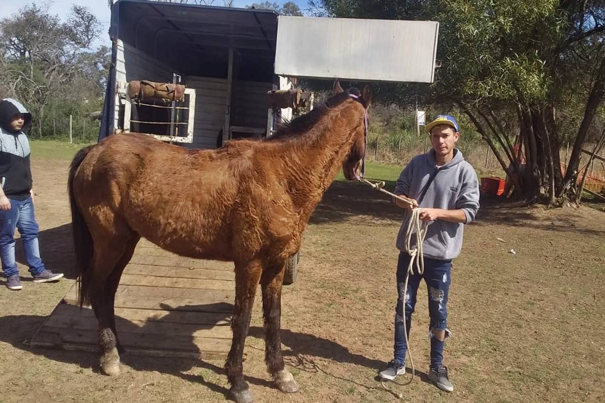 Dos caballos fueron recuperados por el municipio, durante el fin de semana.
