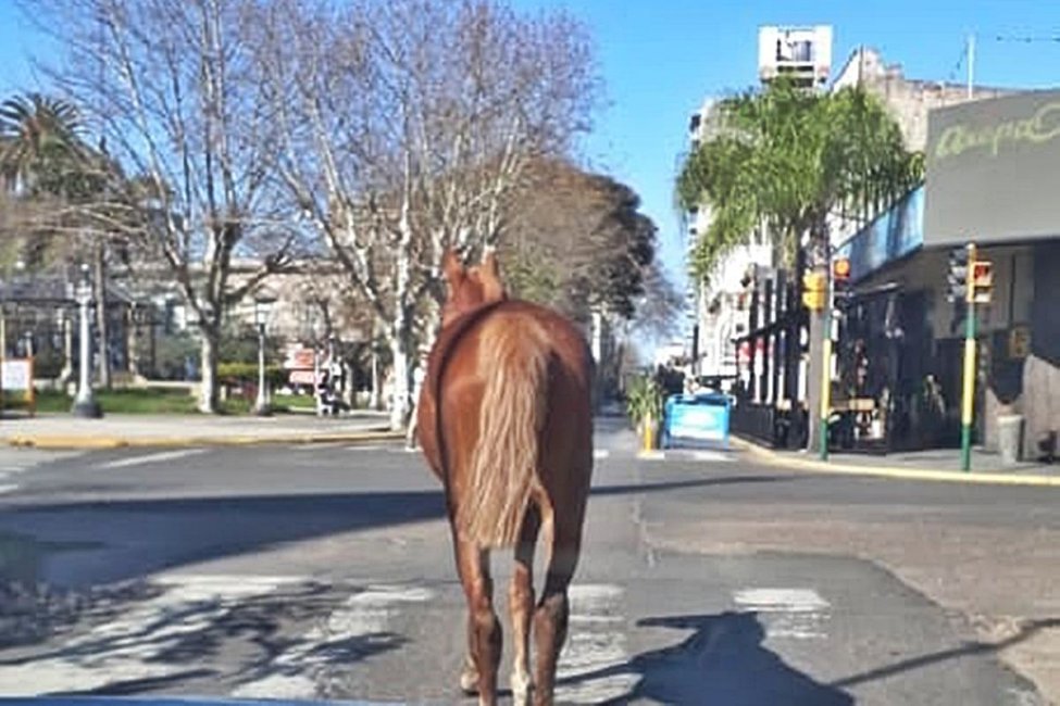 Rescataron a un caballo que circulaba en pleno microcentro de Concordia