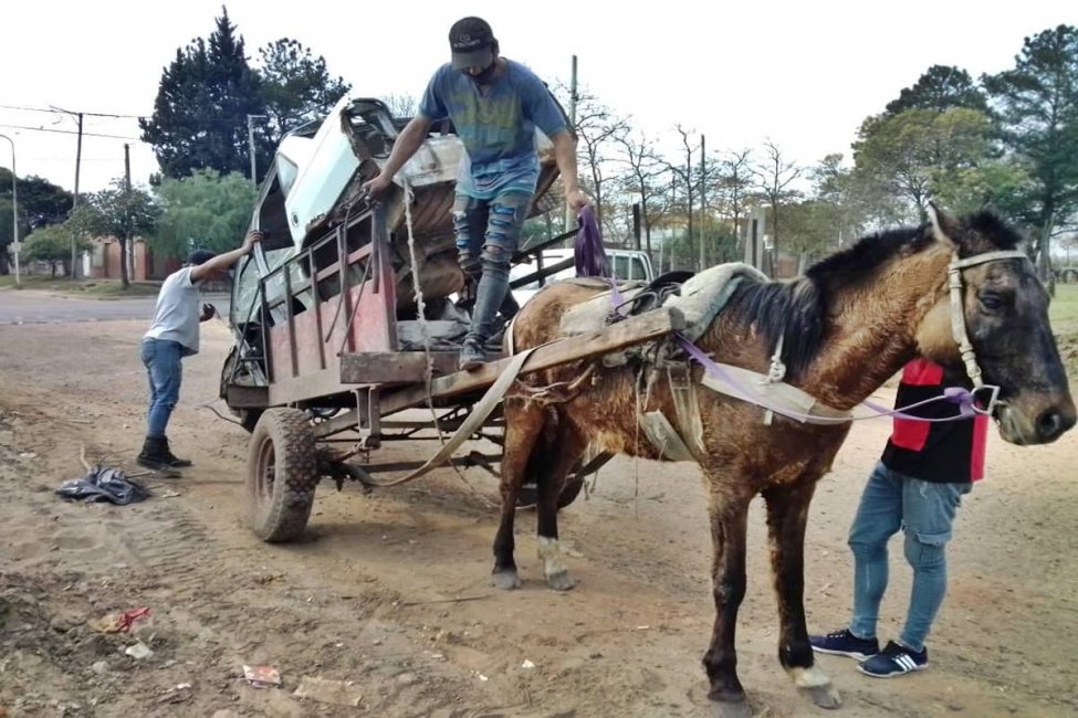 Un caballo pasó de remolcar un auto en el centro de Concordia a pastar en un campo de Clodomiro Ledesma
