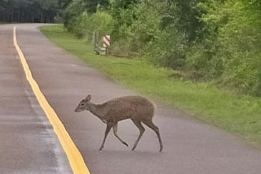 Piden concientización y no transitar a alta velocidad por los caminos del Lago. Piden concientización y no transitar a alta velocidad por los caminos del Lago.