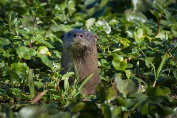 La reserva es refugio de una gran diversidad de especies animales y vegetales. La reserva es refugio de una gran diversidad de especies animales y vegetales.