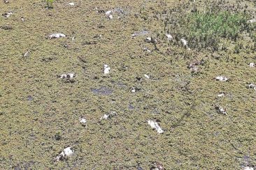 ¿Agroquímicos o cambio de temperatura? ¿Agroquímicos o cambio de temperatura?