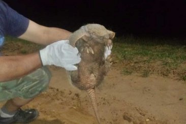 El animalito fue hallado en el predio, durante la noche del miércoles. El animalito fue hallado en el predio, durante la noche del miércoles.