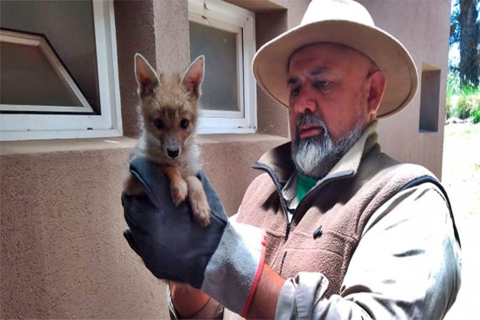 Recuperan una zorrita que tenía una soga atada al cuello