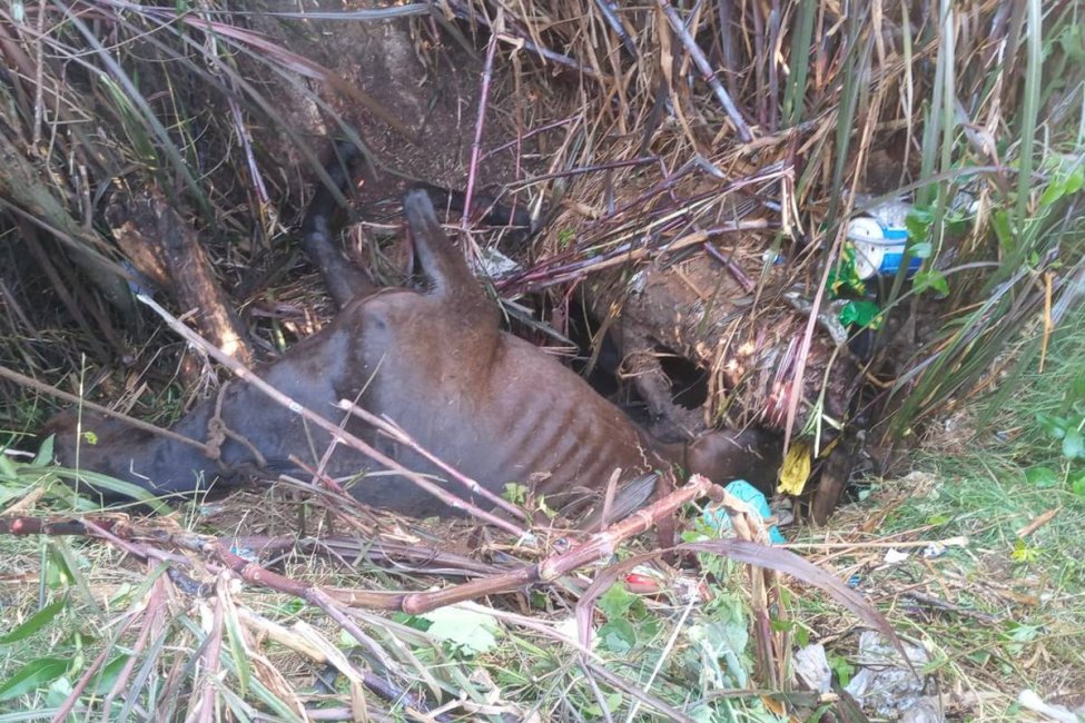 Una yegua cayó en un pozo y debieron rescatarla con una retroexcavadora