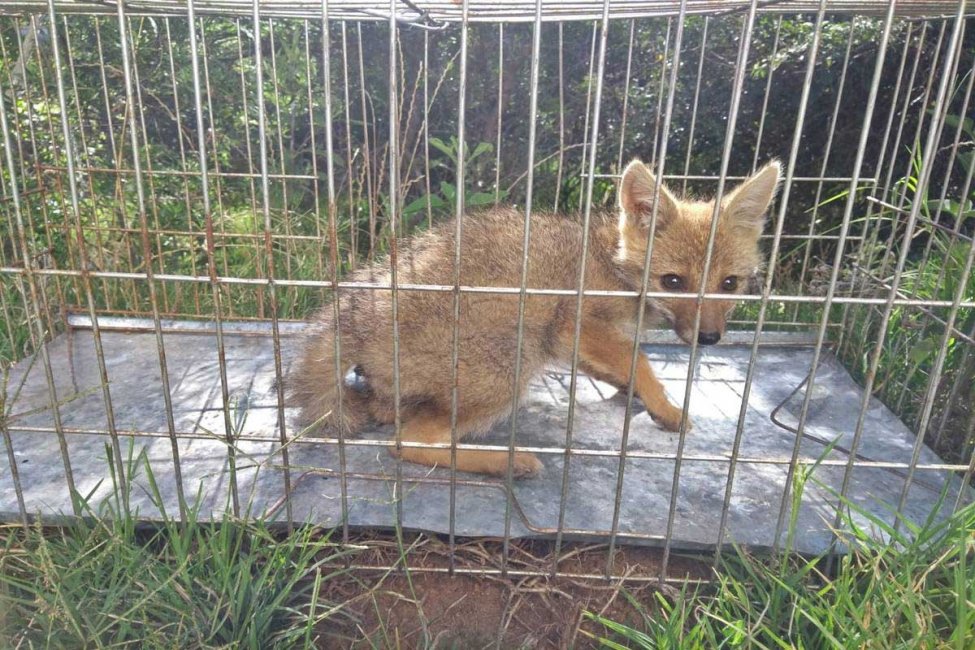 Rescataron a un zorrito en Concordia: apareció en el patio de una casa