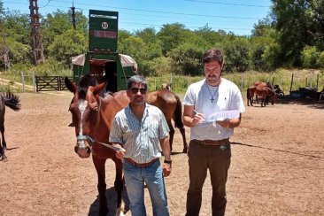 Nueva adopción de un ejemplar equino. Nueva adopción de un ejemplar equino.